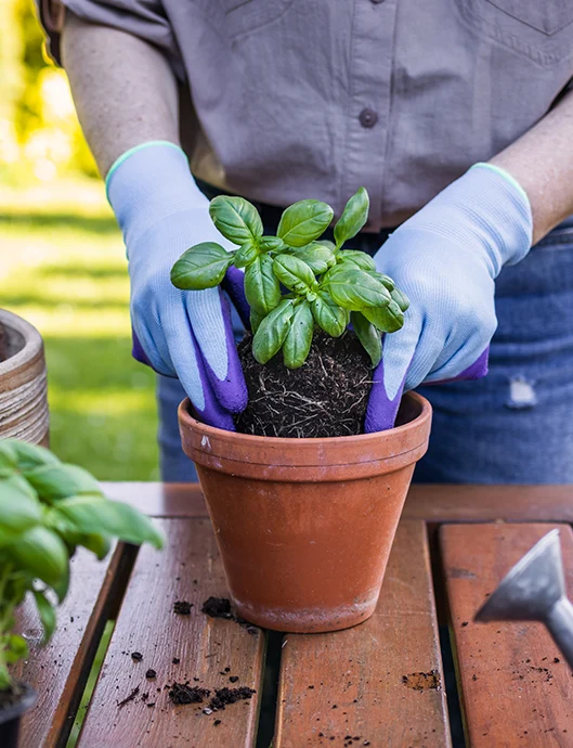 Tecnicas de jardineria